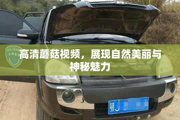 高清蘑菇视频，展现自然美丽与神秘魅力