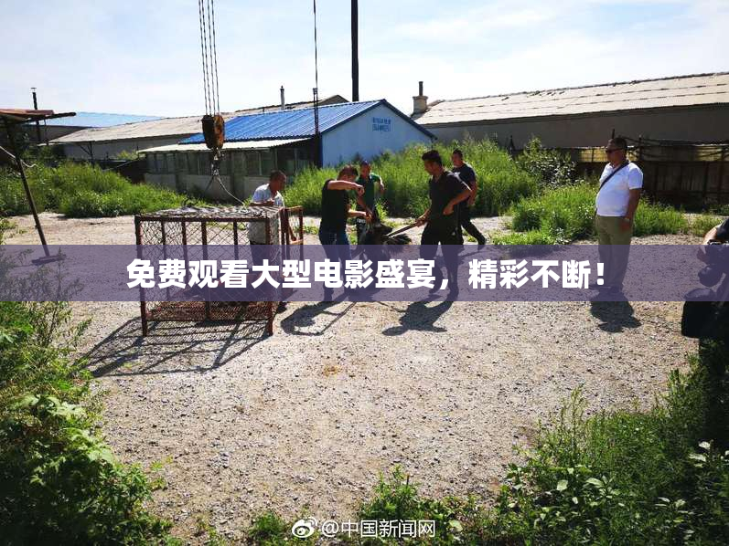 免费观看大型电影盛宴，精彩不断！