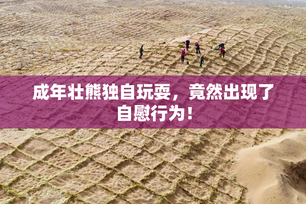 成年壮熊独自玩耍，竟然出现了自慰行为！