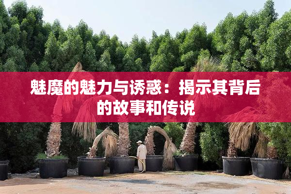 魅魔的魅力与诱惑：揭示其背后的故事和传说