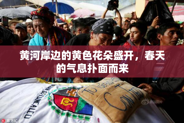 黄河岸边的黄色花朵盛开，春天的气息扑面而来