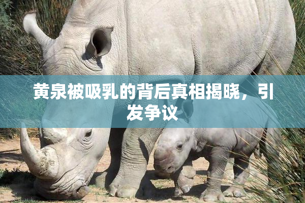 黄泉被吸乳的背后真相揭晓，引发争议