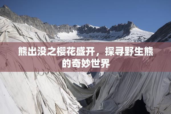 熊出没之樱花盛开，探寻野生熊的奇妙世界