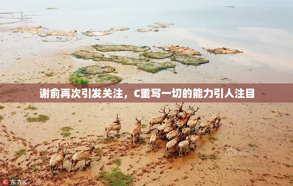 谢俞再次引发关注，C重写一切的能力引人注目