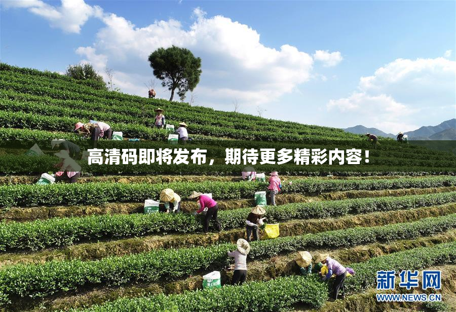 高清码即将发布，期待更多精彩内容！
