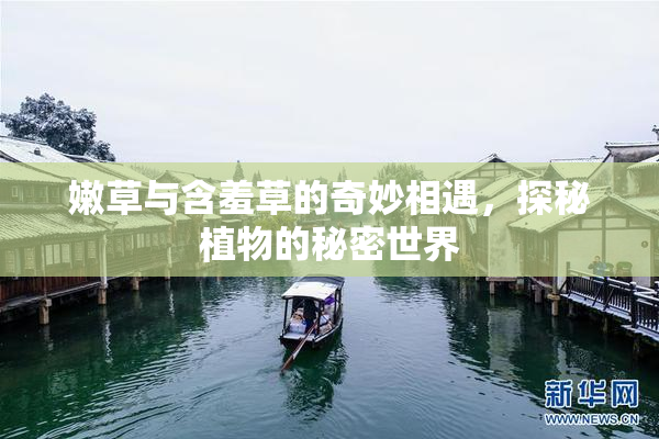 嫩草与含羞草的奇妙相遇，探秘植物的秘密世界