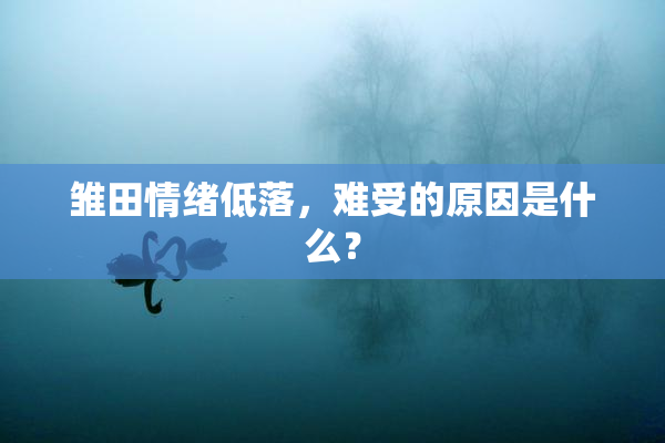 雏田情绪低落，难受的原因是什么？