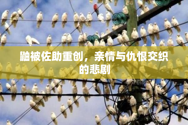鼬被佐助重创，亲情与仇恨交织的悲剧