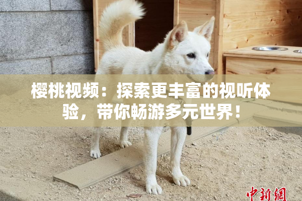 樱桃视频：探索更丰富的视听体验，带你畅游多元世界！
