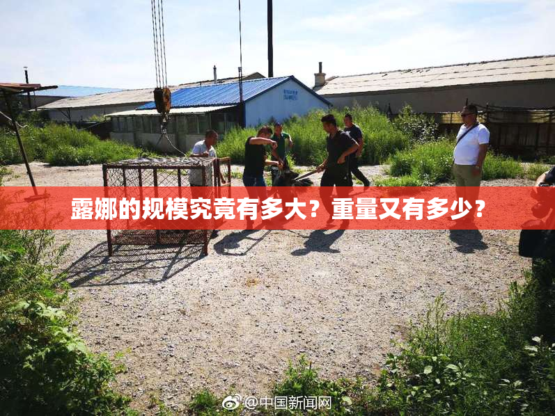 露娜的规模究竟有多大？重量又有多少？