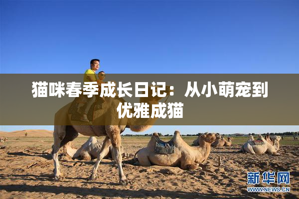 猫咪春季成长日记：从小萌宠到优雅成猫