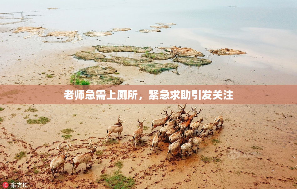 老师急需上厕所，紧急求助引发关注