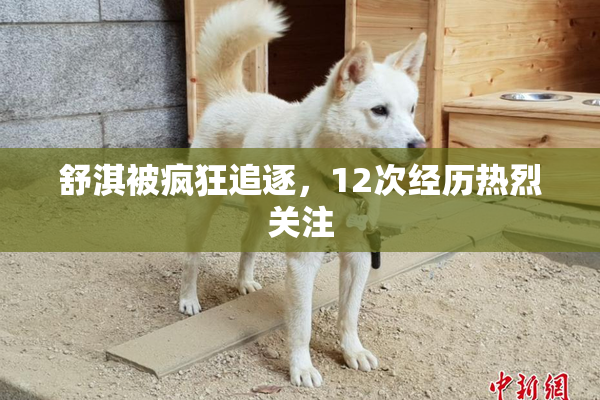 舒淇被疯狂追逐，12次经历热烈关注