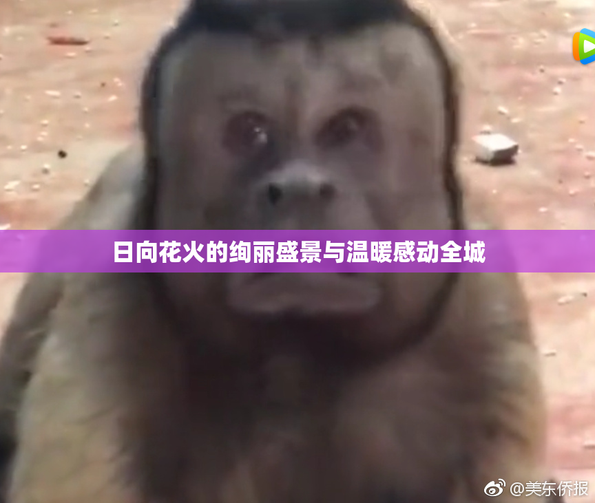 日向花火的绚丽盛景与温暖感动全城
