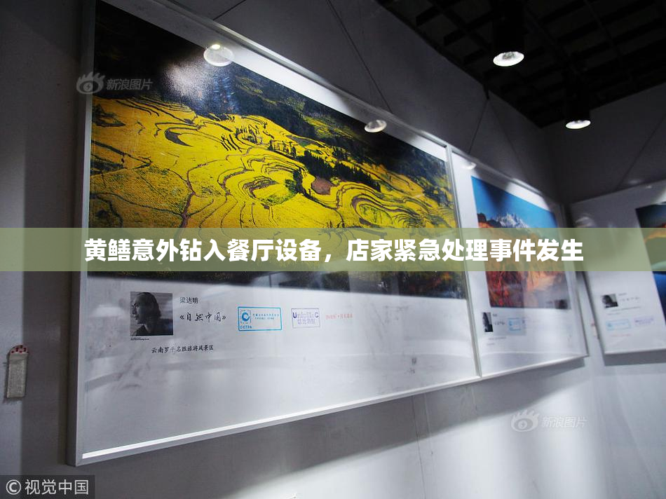黄鳝意外钻入餐厅设备，店家紧急处理事件发生