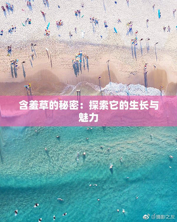 含羞草的秘密：探索它的生长与魅力