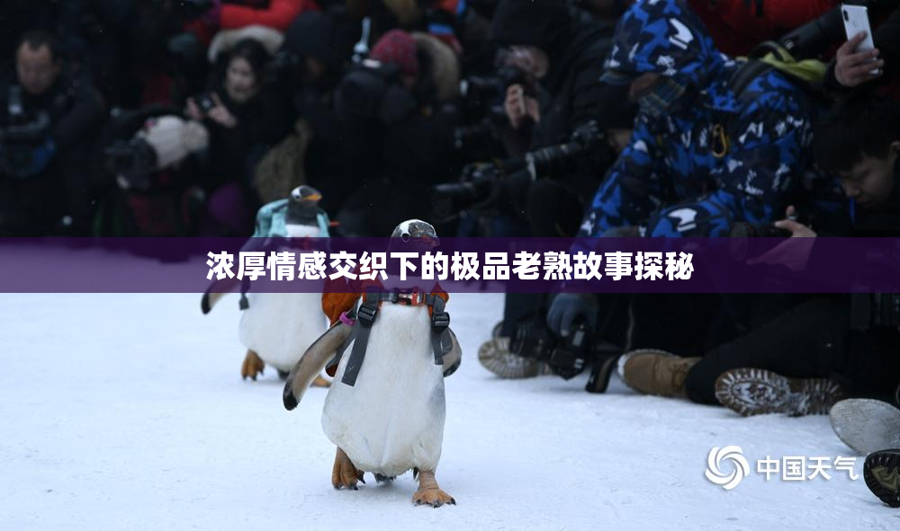 浓厚情感交织下的极品老熟故事探秘