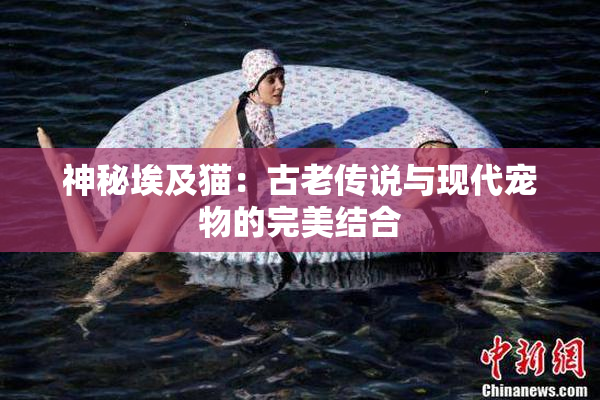 神秘埃及猫：古老传说与现代宠物的完美结合