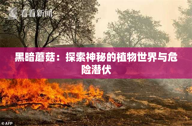 黑暗蘑菇：探索神秘的植物世界与危险潜伏