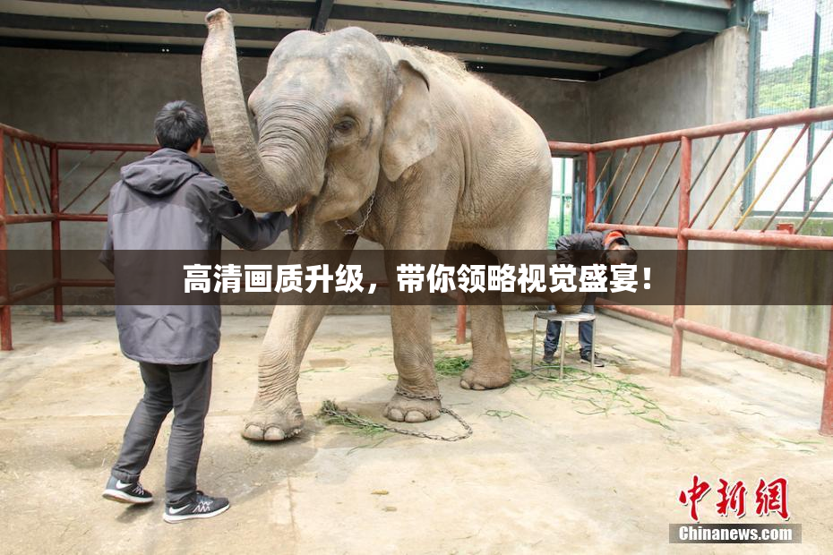 高清画质升级，带你领略视觉盛宴！
