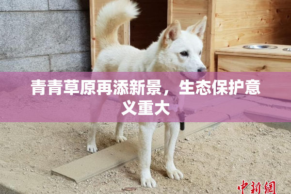 青青草原再添新景，生态保护意义重大