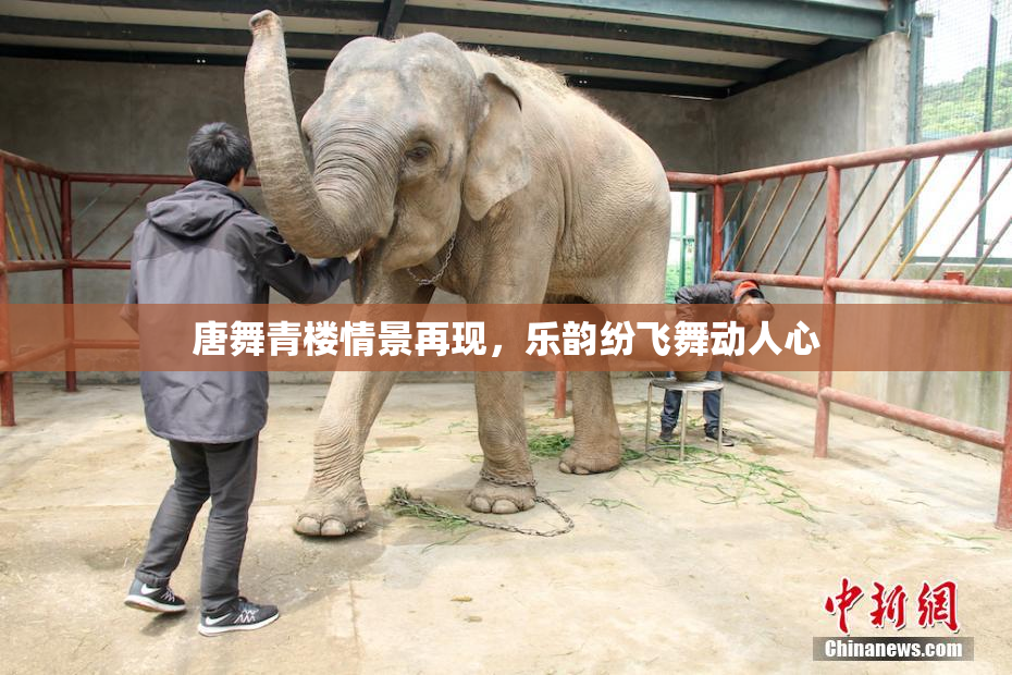 唐舞青楼情景再现，乐韵纷飞舞动人心