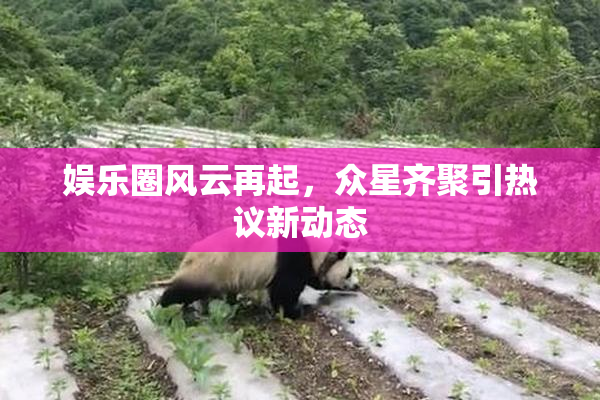 娱乐圈风云再起，众星齐聚引热议新动态