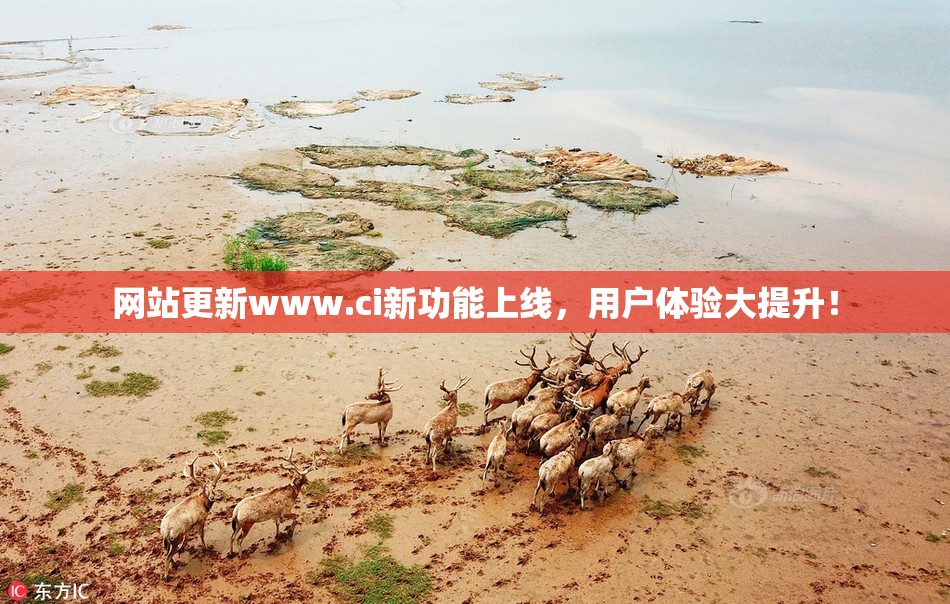 网站更新www.ci新功能上线，用户体验大提升！