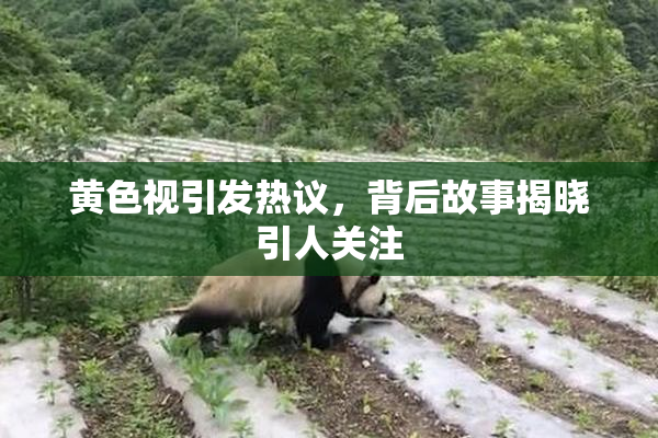 黄色视引发热议，背后故事揭晓引人关注