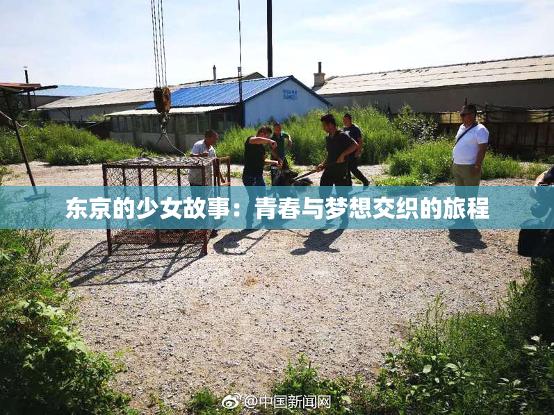 东京的少女故事：青春与梦想交织的旅程