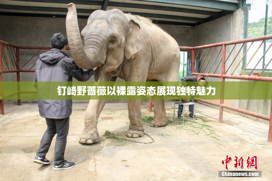 钉崎野蔷薇以裸露姿态展现独特魅力