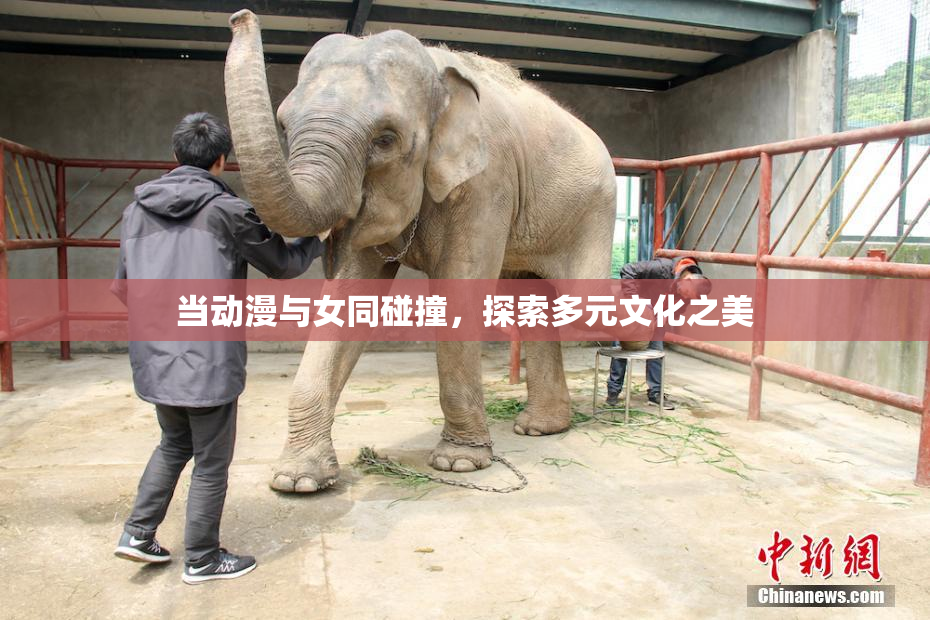 当动漫与女同碰撞，探索多元文化之美