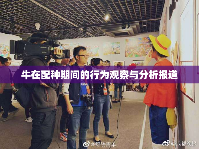 牛在配种期间的行为观察与分析报道