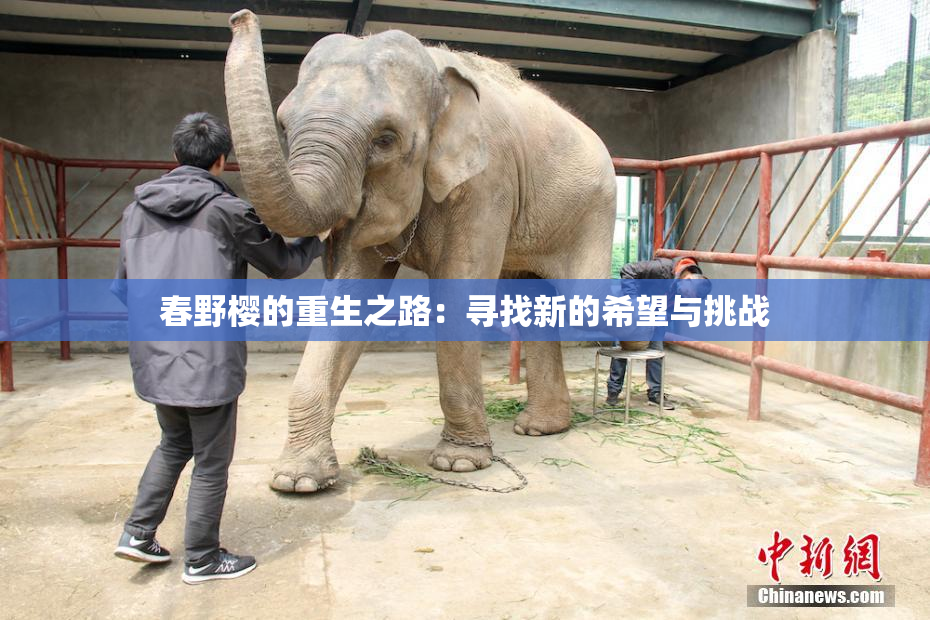 春野樱的重生之路：寻找新的希望与挑战
