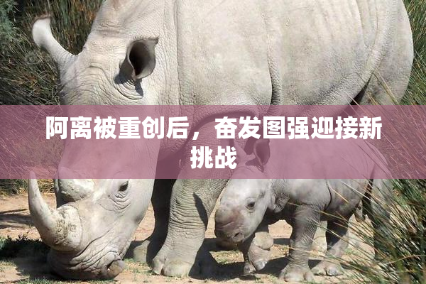 阿离被重创后，奋发图强迎接新挑战