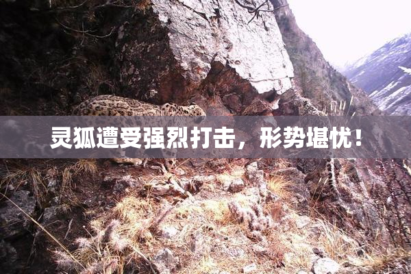 灵狐遭受强烈打击，形势堪忧！