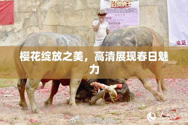 樱花绽放之美，高清展现春日魅力