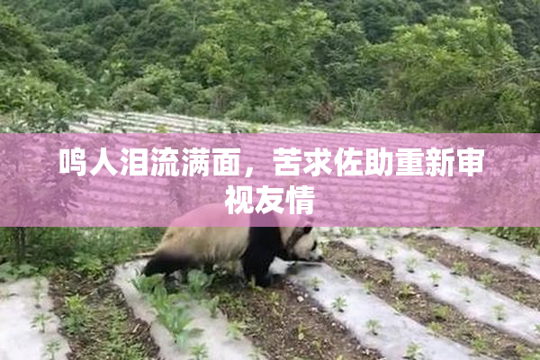 鸣人泪流满面，苦求佐助重新审视友情