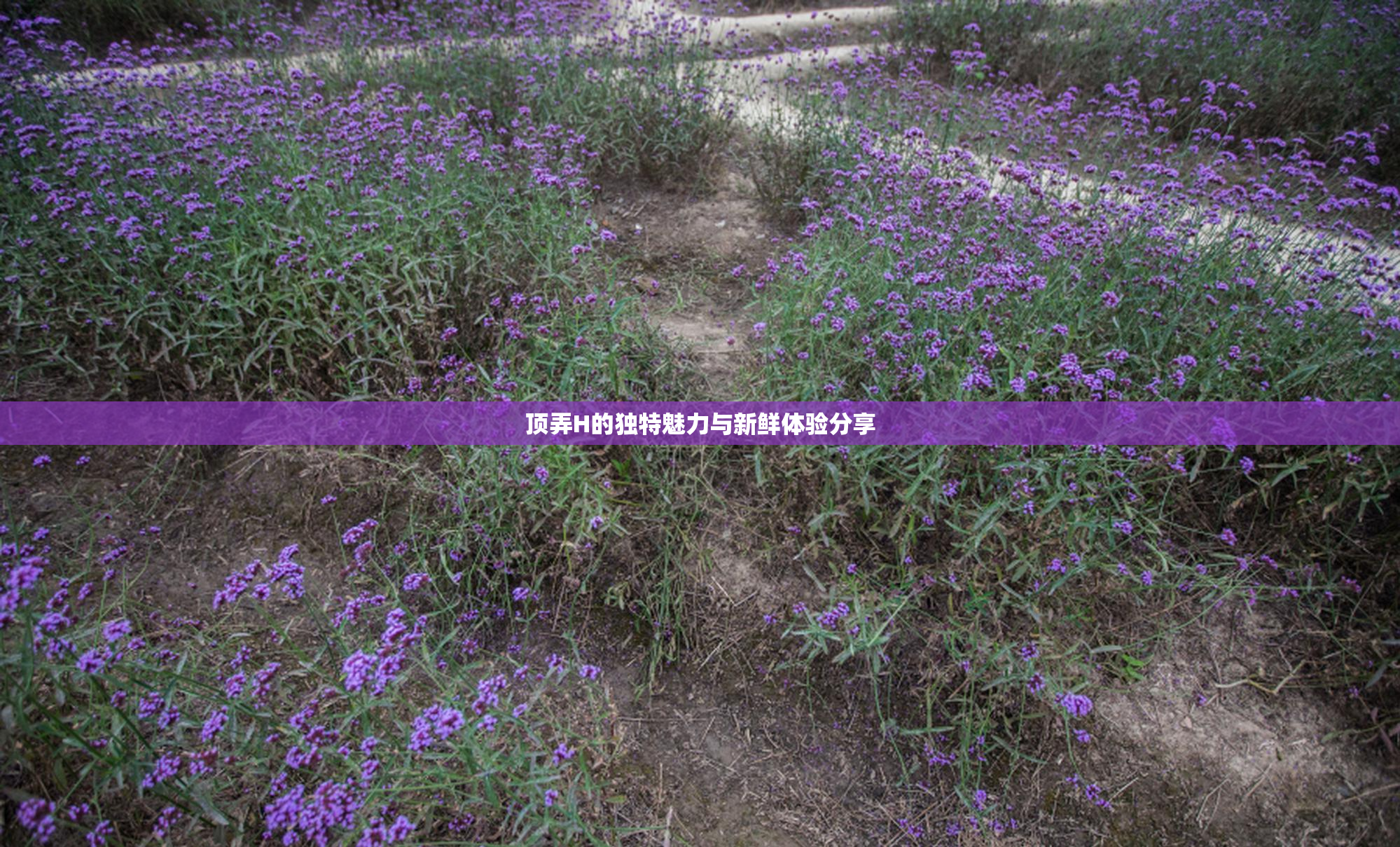 顶弄H的独特魅力与新鲜体验分享