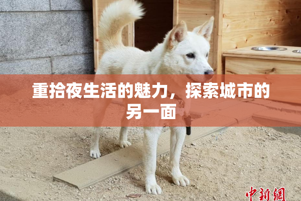 重拾夜生活的魅力，探索城市的另一面