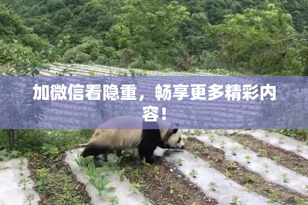 加微信看隐重，畅享更多精彩内容！