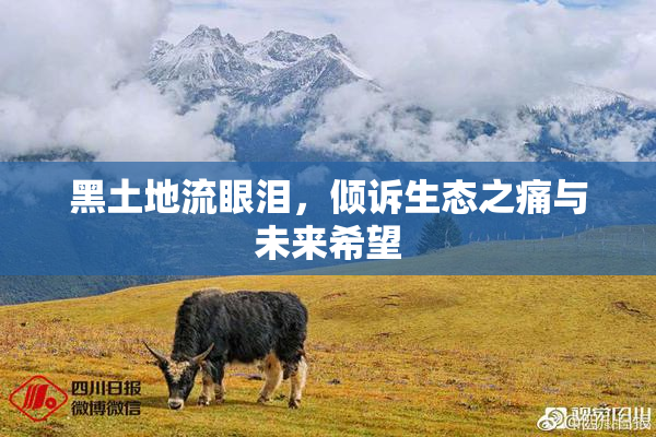 黑土地流眼泪，倾诉生态之痛与未来希望
