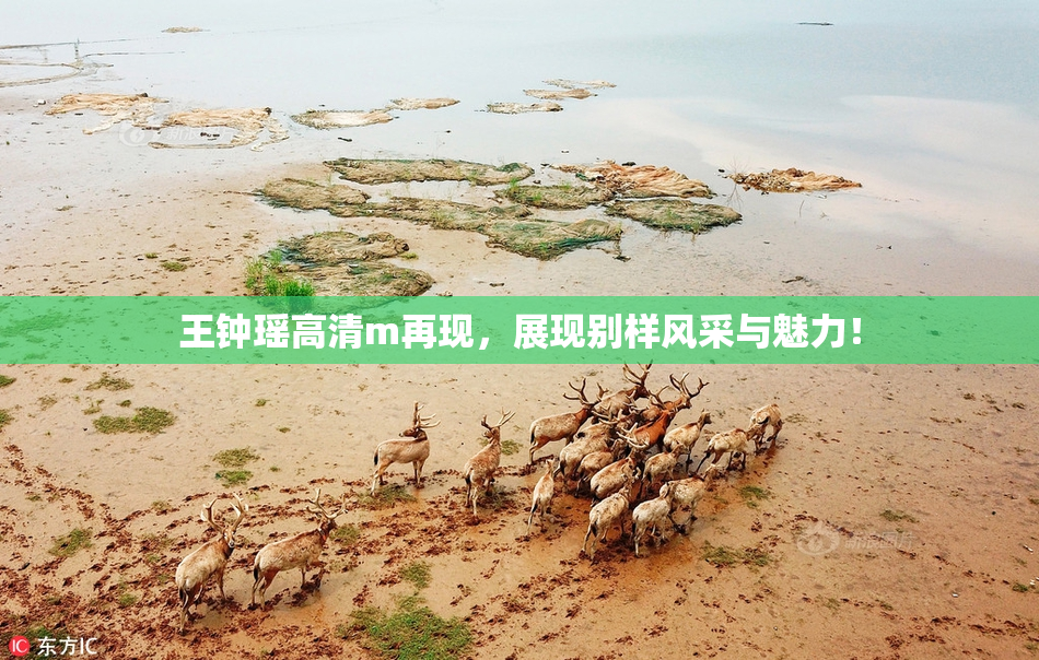 王钟瑶高清m再现，展现别样风采与魅力！