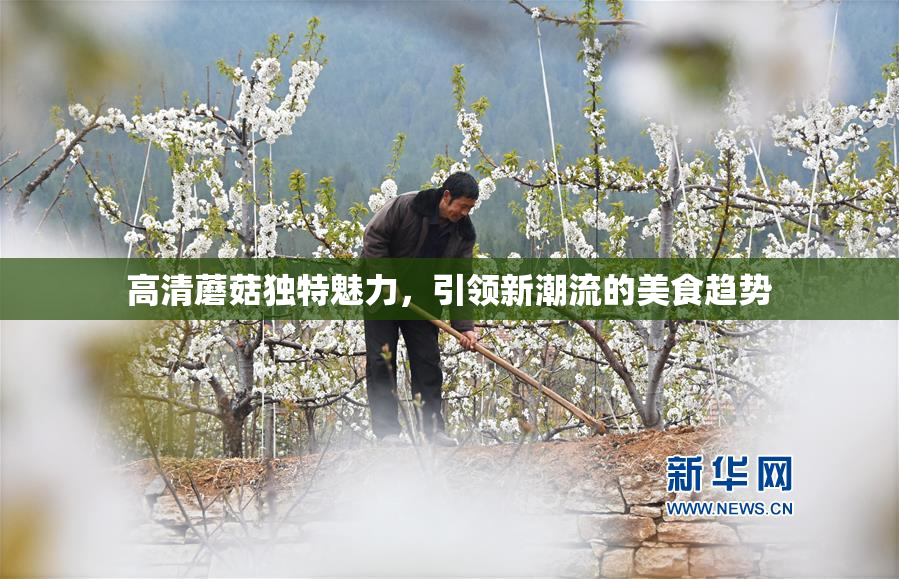 高清蘑菇独特魅力，引领新潮流的美食趋势