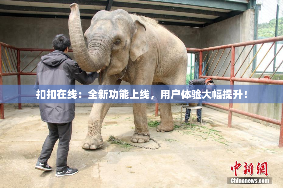 扣扣在线：全新功能上线，用户体验大幅提升！