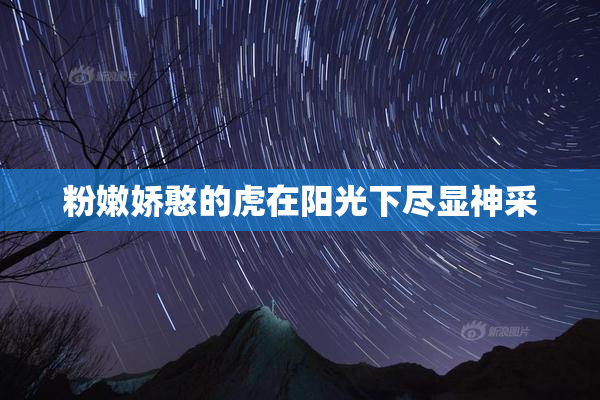 粉嫩娇憨的虎在阳光下尽显神采