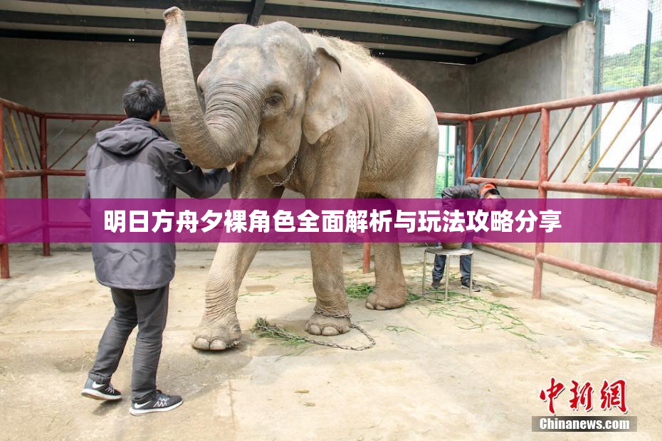 明日方舟夕裸角色全面解析与玩法攻略分享