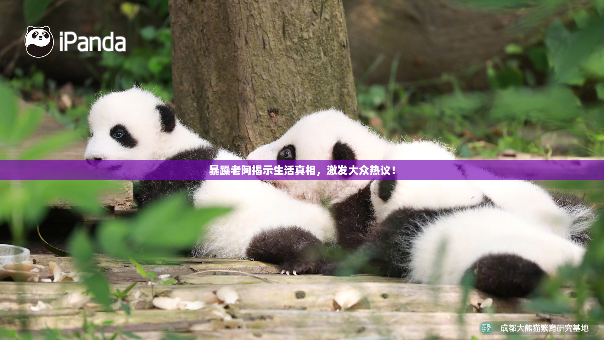 暴躁老阿揭示生活真相，激发大众热议！