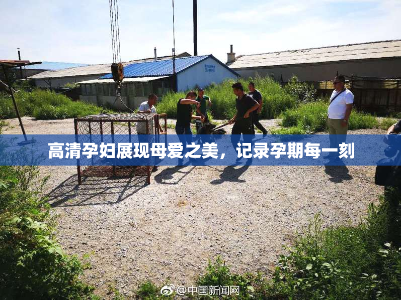 高清孕妇展现母爱之美，记录孕期每一刻