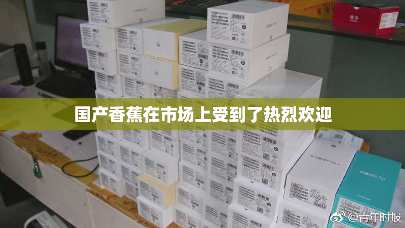 国产香蕉在市场上受到了热烈欢迎